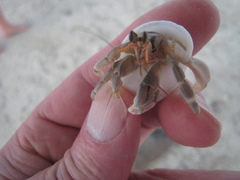 Coenobita perlatus