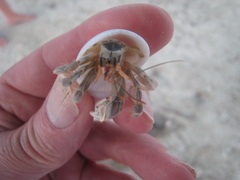 Coenobita perlatus
