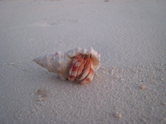 Coenobita perlatus