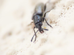 Nemonyx lepturoides