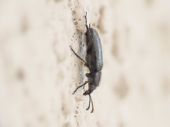 Nemonyx lepturoides