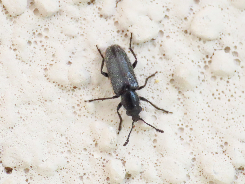 Nemonyx lepturoides
