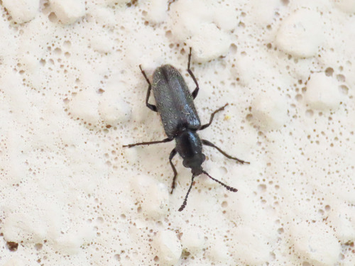 Nemonyx lepturoides