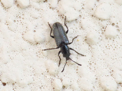 Nemonyx lepturoides