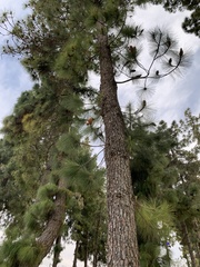 Pinus canariensis