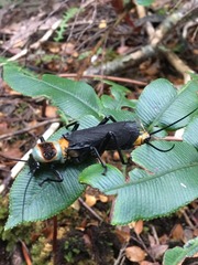 Thaumatoperla robusta