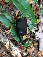 Thaumatoperla robusta