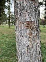 Pinus canariensis