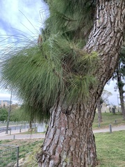 Pinus canariensis