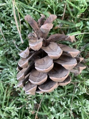 Pinus canariensis