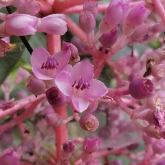 Medinilla cummingii