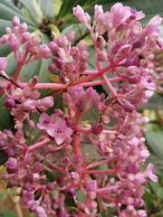 Medinilla cummingii