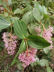 Medinilla cummingii