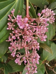 Medinilla cummingii