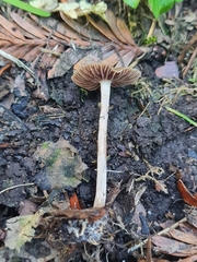 Psilocybe