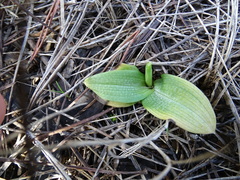 Ophrys fusca