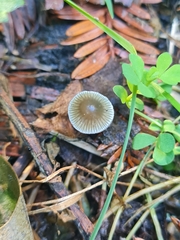Psilocybe