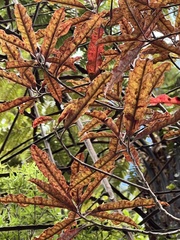 Quintinia serrata