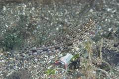 Istigobius decoratus