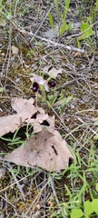 Ophrys bertolonii balearica