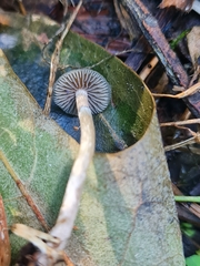 Psilocybe