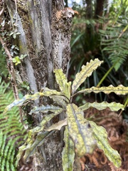 Quintinia serrata