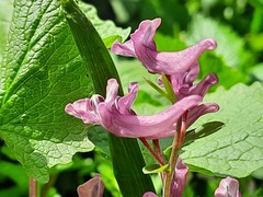 Corydalis tarkiensis