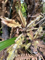 Quintinia serrata