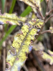 Quintinia serrata