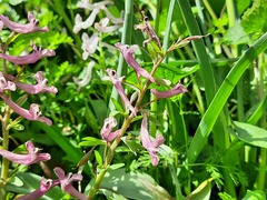 Corydalis tarkiensis