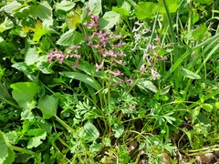 Corydalis tarkiensis