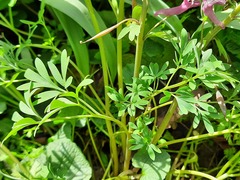 Corydalis tarkiensis