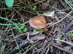 Psilocybe