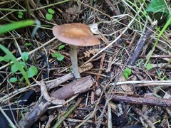 Psilocybe