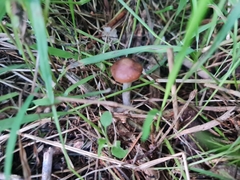 Psilocybe