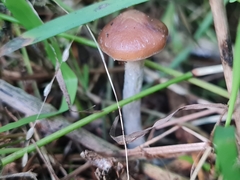 Psilocybe