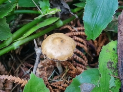 Psilocybe