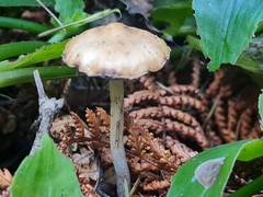 Psilocybe