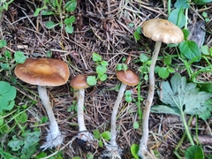 Psilocybe