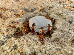 Pheidole