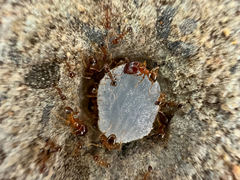 Pheidole