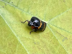 Cosmoscarta abdominalis