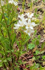 Lysimachia candida