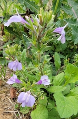 Mazus stachydifolius