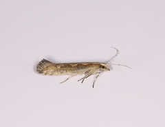 Plutella xylostella