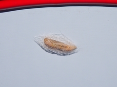 Plutella xylostella