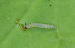 Plutella xylostella