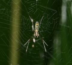 Trichonephila clavata