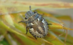 Phimodera humeralis
