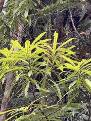 Quintinia serrata